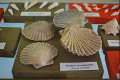 conchiglie fossili